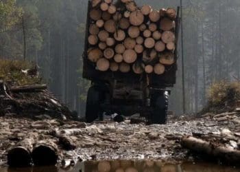 зрубані біля Ланівців дерева