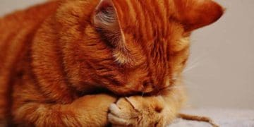 діти жорстоко поводились із котом і знімали це на відео