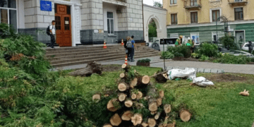 зрізали дерева тернопіль