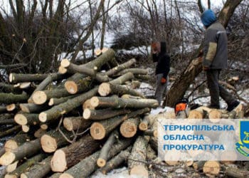 судитимуть лісника через зрубані дерева