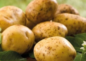 Вартість картоплі може зрости