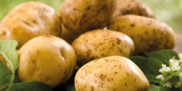 Вартість картоплі може зрости