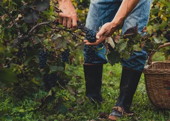 Домашнє вино з винограду: простий рецепт приготування
