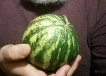 Тернопільські фермери вирощують рідкісний сорт кавунів