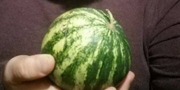 Тернопільські фермери вирощують рідкісний сорт кавунів