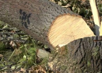 Рубаючи дерево трагічно загинув чоловік у Трибухівцях