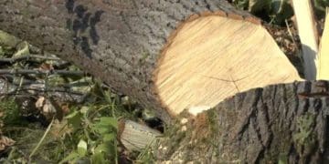 Рубаючи дерево трагічно загинув чоловік у Трибухівцях