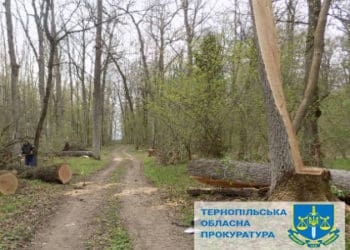 «Бережанирайагроліс» має сплатити понад півмільйона за незаконно зрубаний ліс
