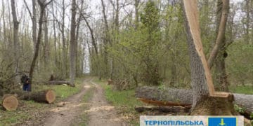 «Бережанирайагроліс» має сплатити понад півмільйона за незаконно зрубаний ліс