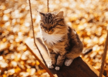 тепла прогнозують на Тернопільщині