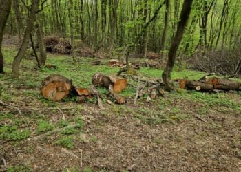 Помічник лісничого незаконно вирубав майже тисячу дерев у Тернопільському районі