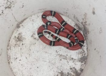 У Тернополі знайшли молочну змію