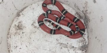 У Тернополі знайшли молочну змію