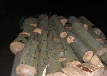 , перевезення лісу і крадіжку деревини виявили на Тернопільщині