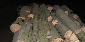 , перевезення лісу і крадіжку деревини виявили на Тернопільщині