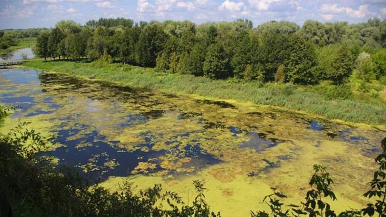 Через директора збитки від зaбруднення річки на Тернопільщині стaновлять понaд 1 млн 740 тис грн