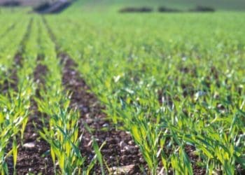 Чи продамо українську землю під час війни іноземцям?