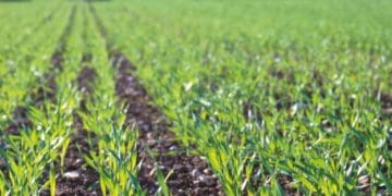 Чи продамо українську землю під час війни іноземцям?