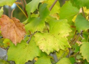 Опале виноградне листя обовʼязково треба прибирати