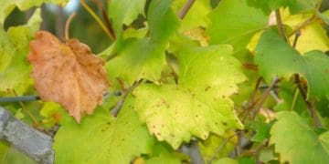 Опале виноградне листя обовʼязково треба прибирати