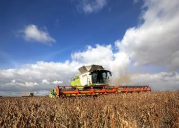 На полях «Контінентал» триває збір пізніх сільгоспкультур