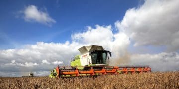 На полях «Контінентал» триває збір пізніх сільгоспкультур