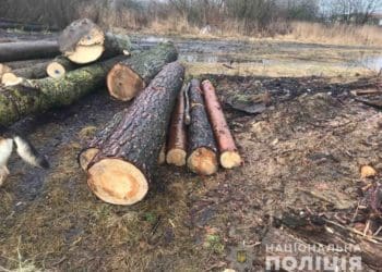 За зрубану сосну відповідатиме житель Золотопотіцької громади