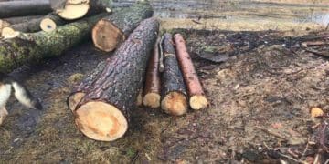 За зрубану сосну відповідатиме житель Золотопотіцької громади