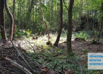 За незаконно зрубані 132 дерева має сплатити шкоду «Підгайціагроліс»