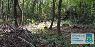 За незаконно зрубані 132 дерева має сплатити шкоду «Підгайціагроліс»