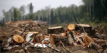 На Тернопільщині колишній лісник має сплатити значні кошти за зрубані дуби