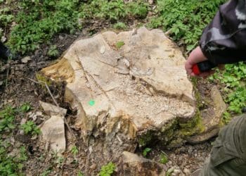 На Кременеччині екслісник нарубав дерев на майже мільйон