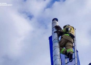 У Борщівській громаді рятували кошеня