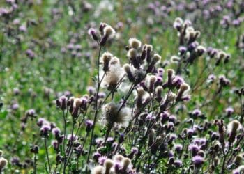 Вчені знайшли простий і нешкідливий спосіб знищення бур’янів