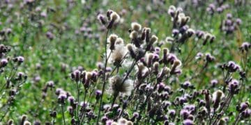 Вчені знайшли простий і нешкідливий спосіб знищення бур’янів