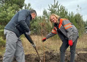 10 тисяч медодайних дерев висаджено в межах проєкту «Марафон лип» від «Контінентал»
