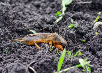 Побороти ведмедку на городі допоможе пиво
