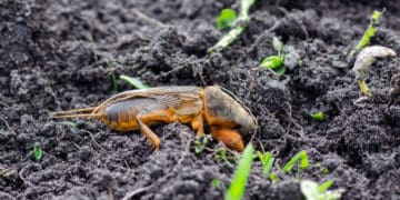 Побороти ведмедку на городі допоможе пиво