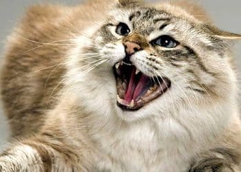 У десятках сіл на Чортківщині про запровадження карантину