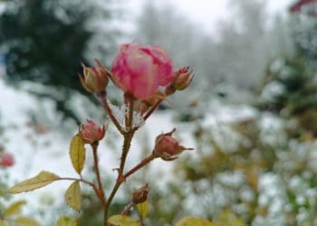На Тернопільщині серед снігу квітнуть троянди