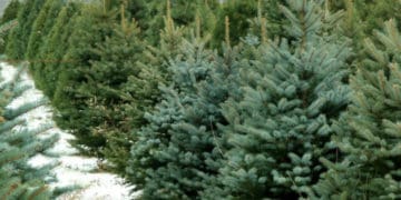 Від сьогодні у Тернополі можна купити новорічну ялинку