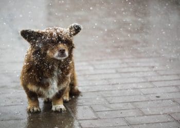 ожеледицю прогнозують на Тернопільщині