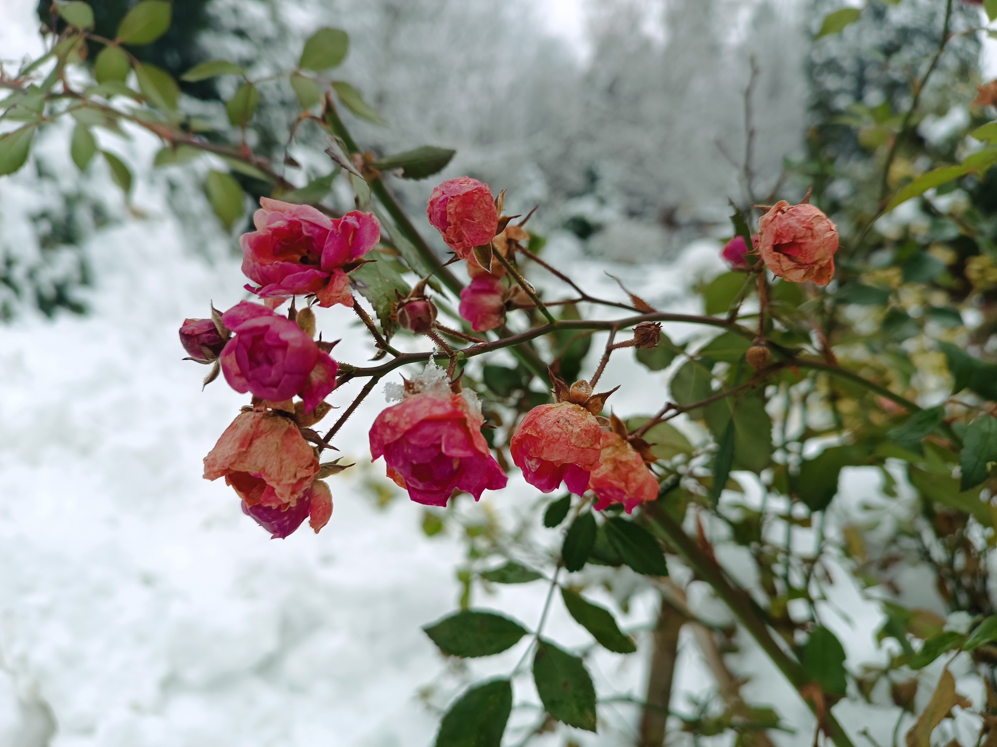 троянди у снігу