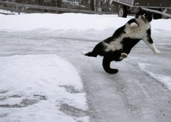 Про сильний вітер і ожеледицю попереджають на Тернопільщині