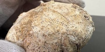 З Тернополя до США хотіли переправити унікальну скам’янілість юрського періоду