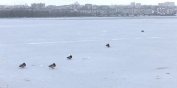На Тернопільському ставі зимують перелітні птахи