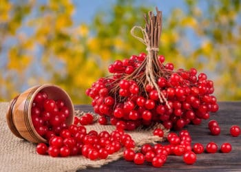 Калина – найкращі ліки від застуди та кашлю