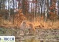У Чорнобилі помітили хижака, який зник з території українського Полісся ще у минулому столітті