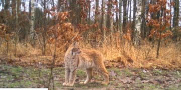 У Чорнобилі помітили хижака, який зник з території українського Полісся ще у минулому столітті