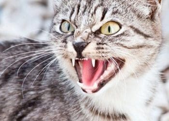 На Тернопільщині у 23 селах запроваджують карантин через сказ